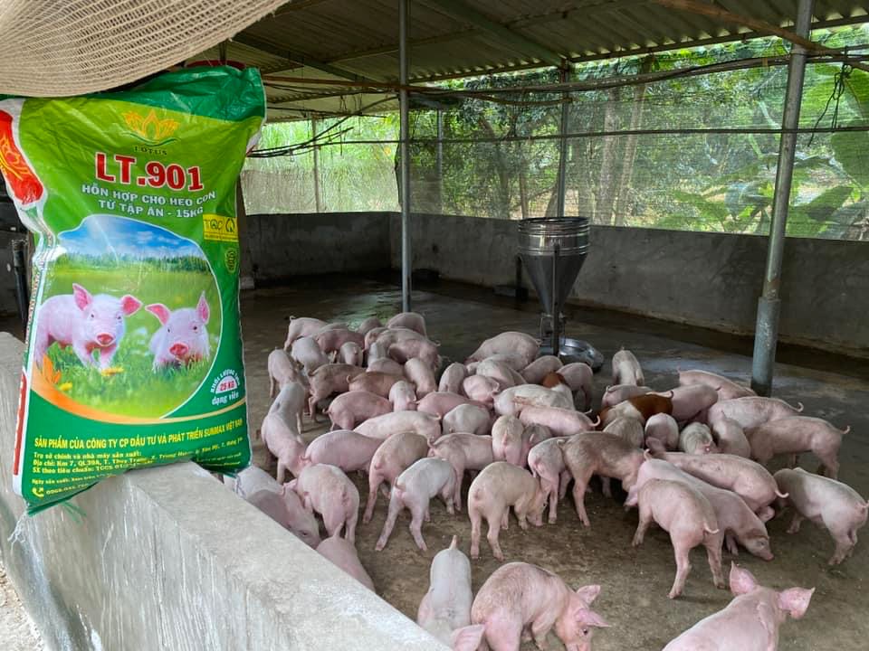 Bệnh E.coli sưng phù đầu ở heo – Hiểu rõ để phòng và trị hiệu quả