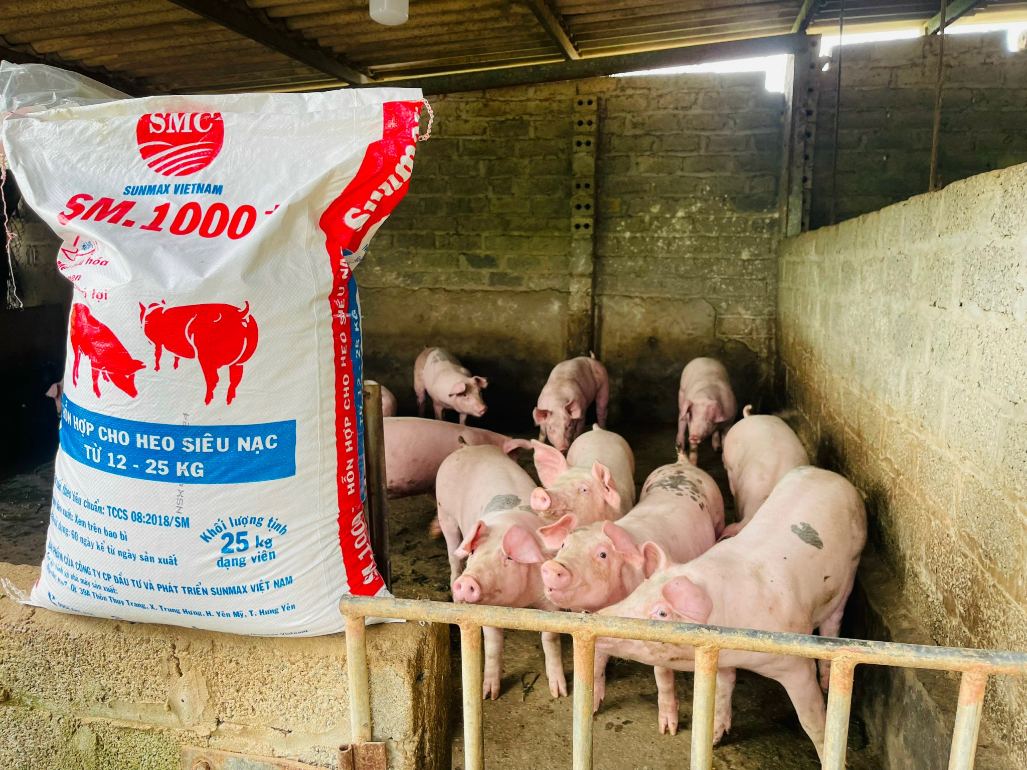 Lạng Sơn: Bệnh dịch tả lợn châu Phi tái phát