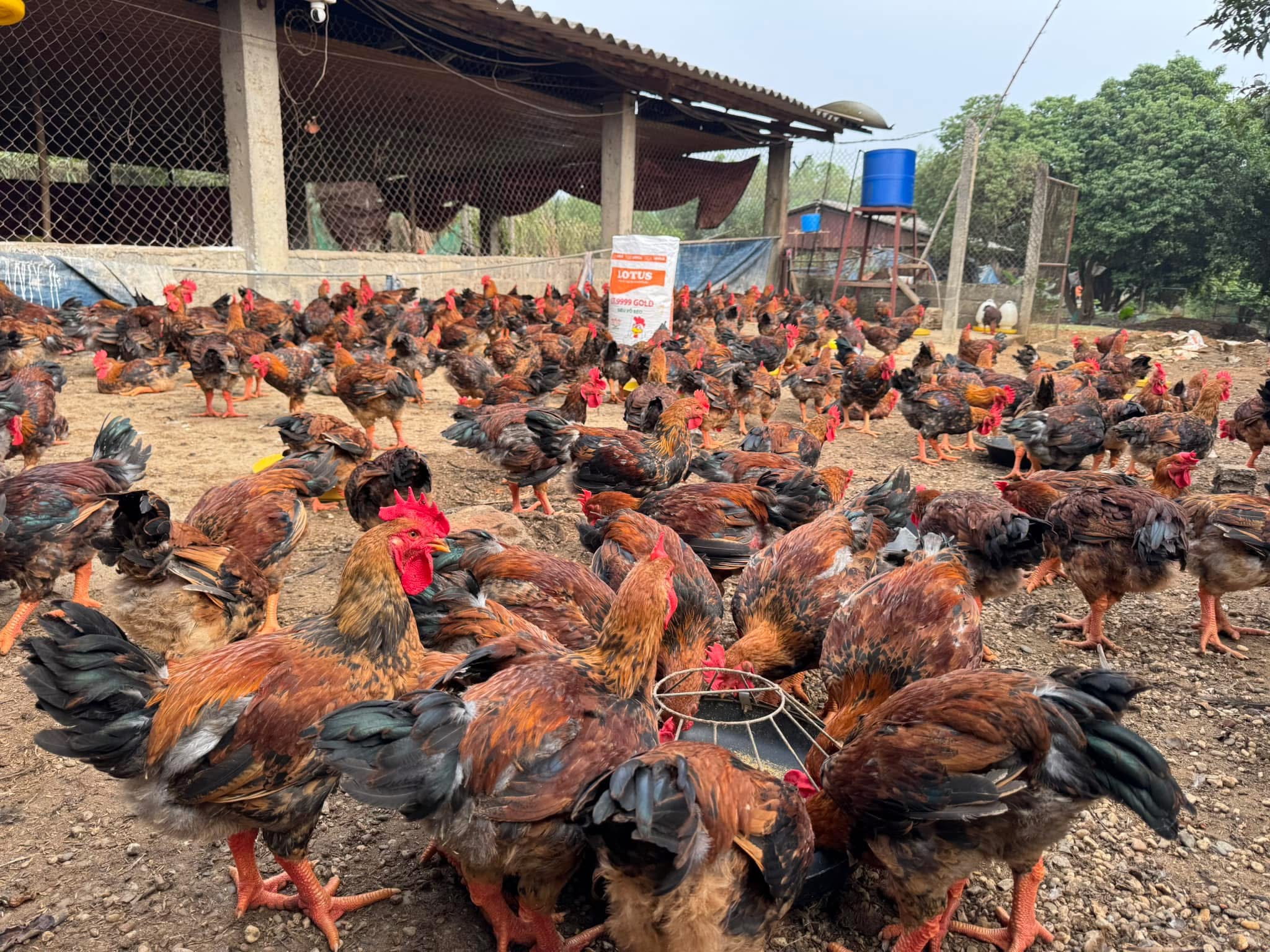 Khám phá giống gà Ta Lò