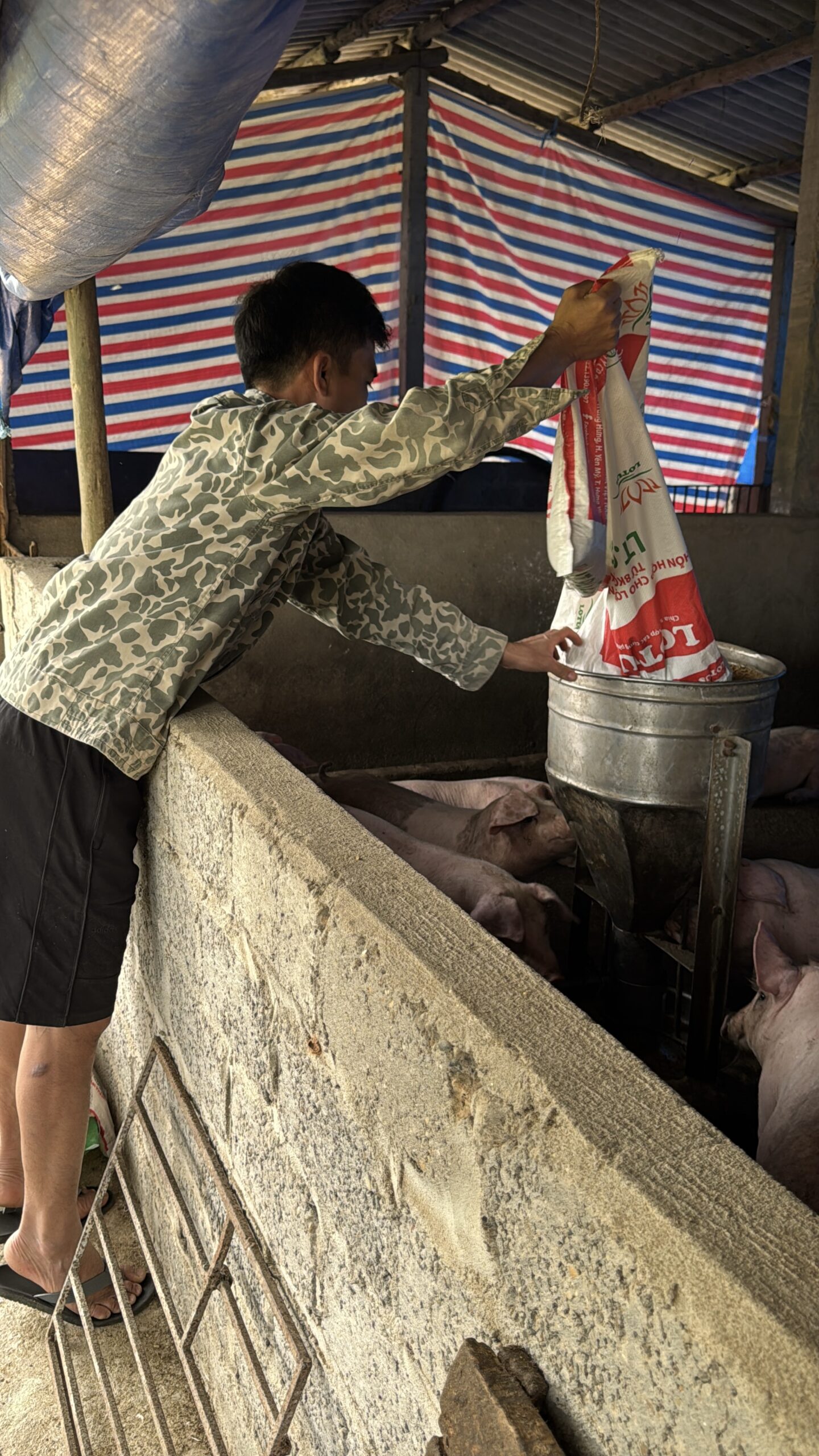 Cho heo ăn đúng cách 