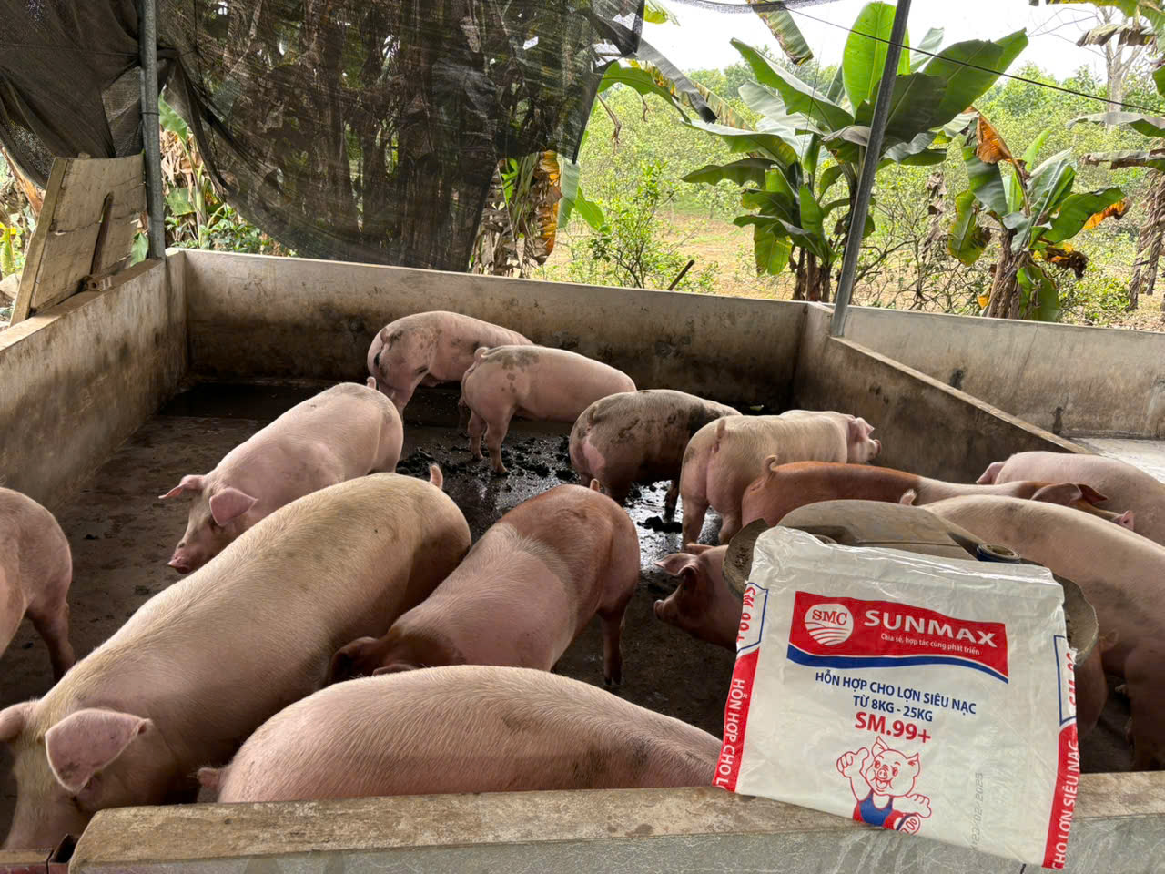 Bệnh tiêu chảy cấp PED ở lợn