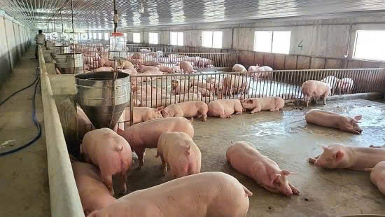 [Giá thức ăn chăn nuôi biến động] – Cách người chăn nuôi thông minh ứng phó để giảm lỗ, giữ lãi