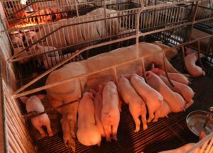 7trang trai lonba vivu sinh6