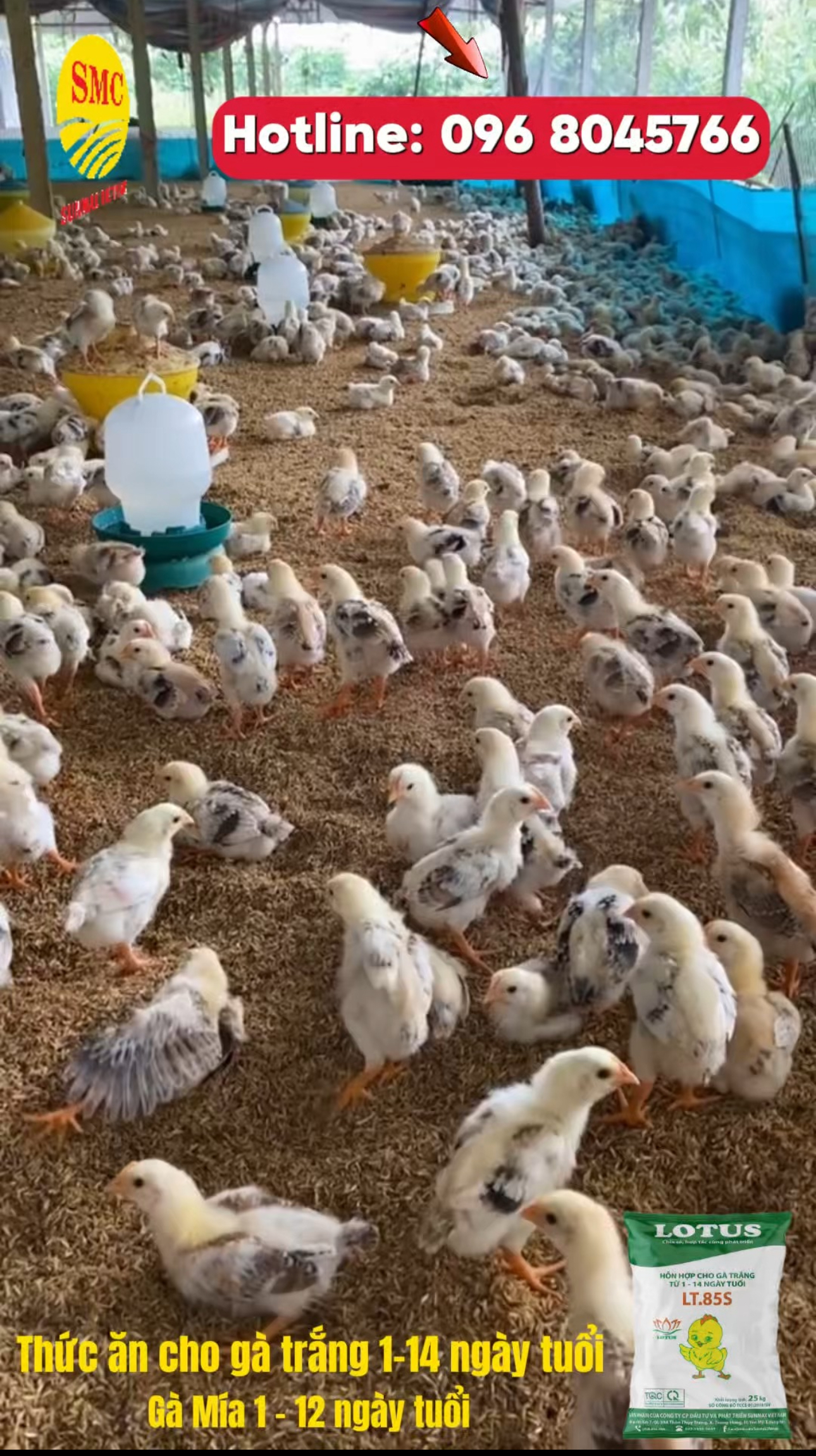 Chia sẻ từ trại gà: “Tôi cũng không ngờ đổi cám lại khác đến vậy!”