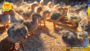 Z6975022172763 a0fffeb029ba75d73b15f95ff25d55f0