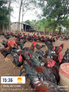 Z7188193704830 58a670bdea17382740bc058e389800e6