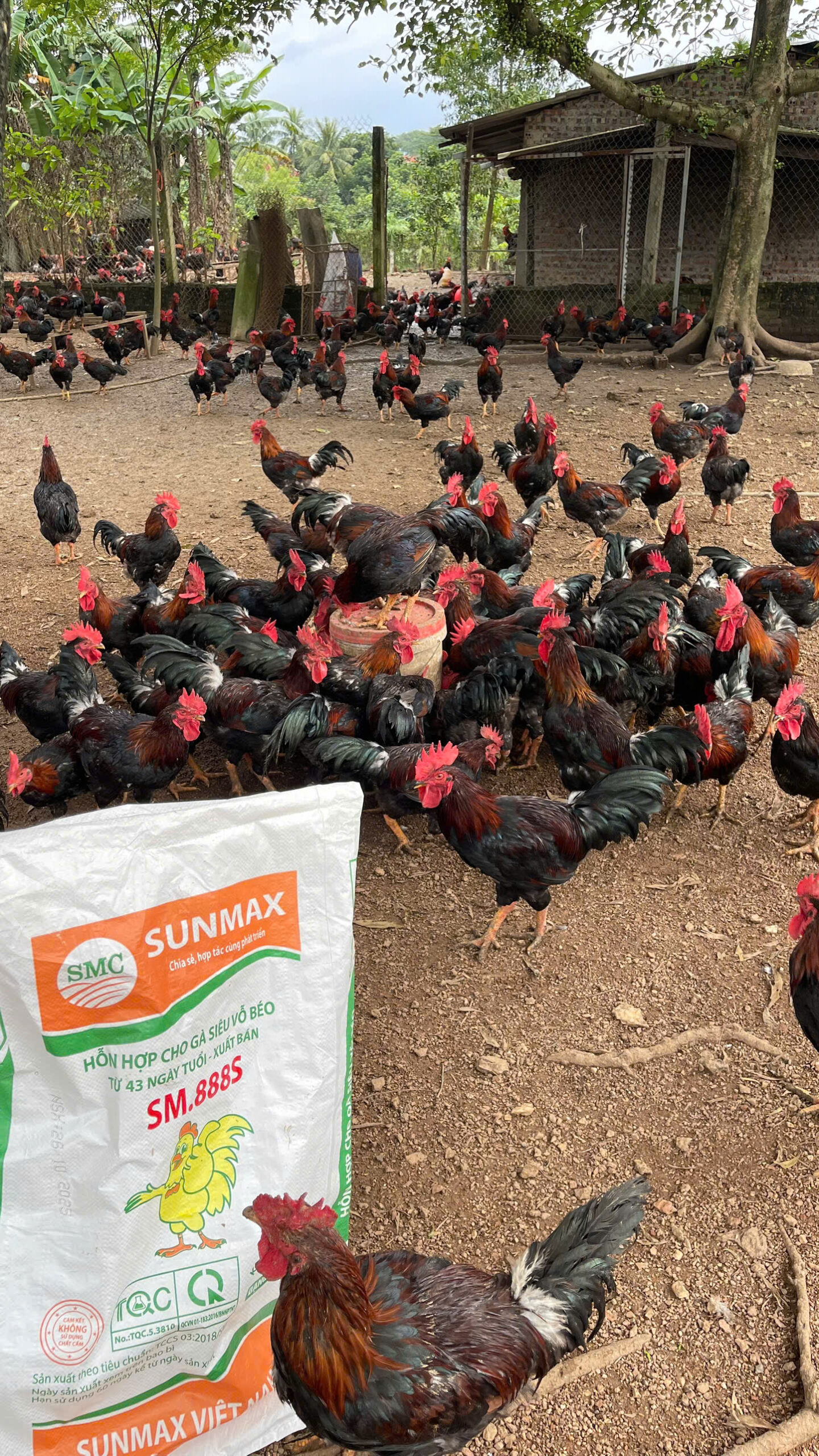 Đừng vội mua cám – Hãy nghe câu chuyện thật ở Ba Vì!