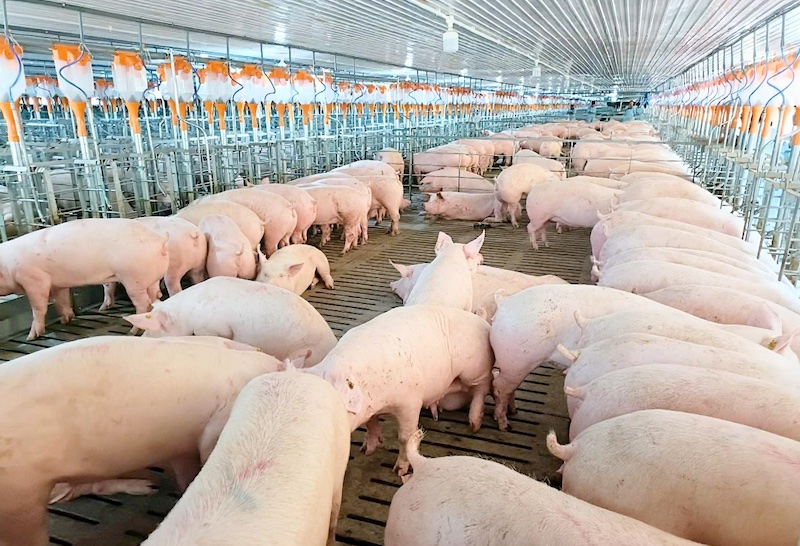 Chăn nuôi heo nái số lượng lớn thì cần quan tâm điều gì ?