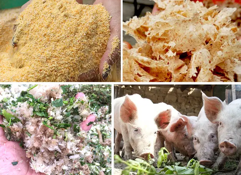 Có nên tự phối trộn thức ăn cho heo để giảm chi phí?