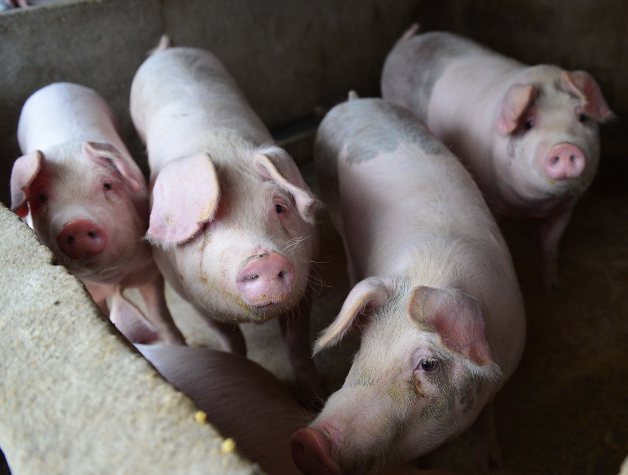 Giá heo hơi 6/4/2026: Nhiều địa phương tăng 1000 đồng/kg