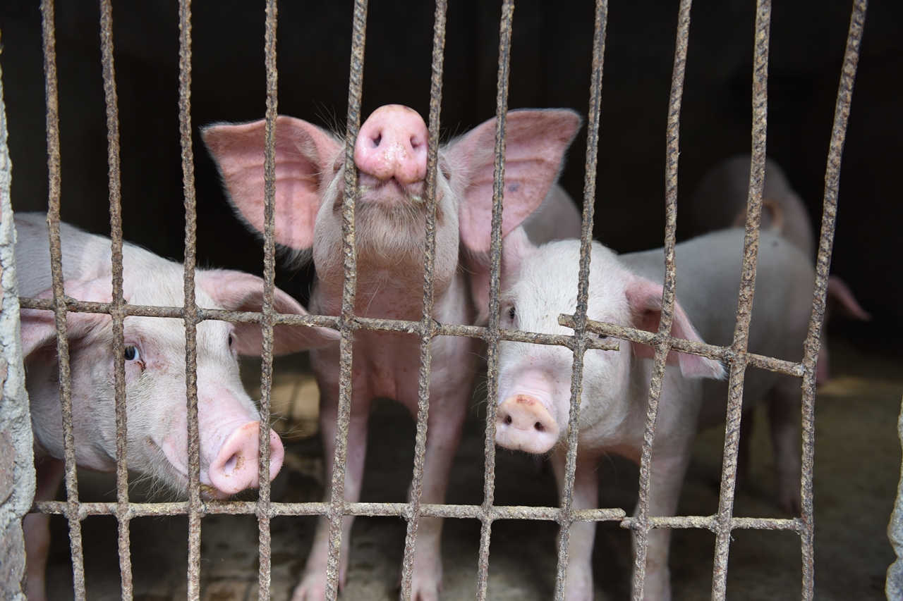 Dự báo giá heo hơi ngày 11/4/2026 sẽ diễn biến như thế nào ?