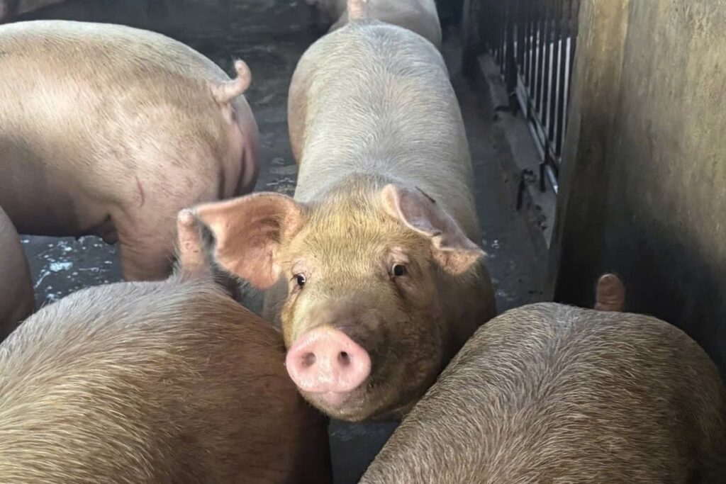 Dự báo giá heo hơi 14/4/2026: Miền Nam khó rời mốc 69.000 đồng/kg