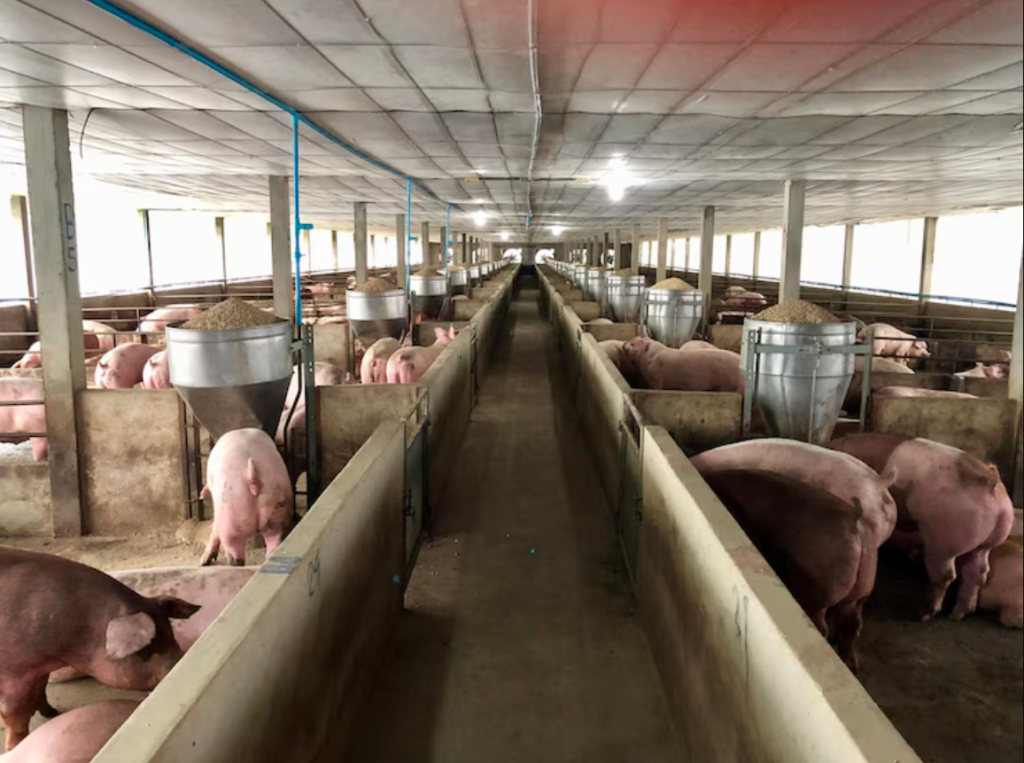 Làm sao để giảm nguy cơ dịch bệnh trong chăn nuôi lợn?