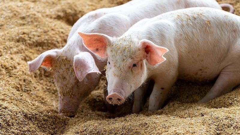 Nuôi heo lời hay lỗ không nằm ở giá bán mà nằm ở điều này