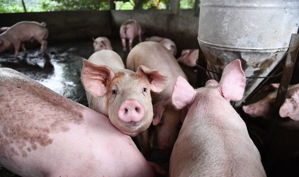 Giá heo hơi 22/4/2026: Thị trường tạm thời hạ nhiệt