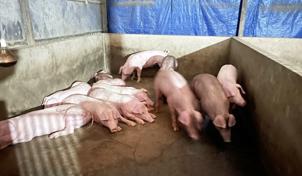 Dự báo giá heo hơi ngày 9/4/2026: Áp lực tăng tiếp, mốc 70.000 đồng/kg trong tầm ngắm