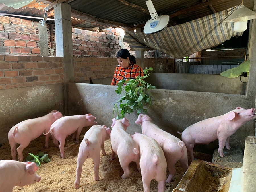 Giá heo hơi 20/4/2026: Miền Trung tăng nhẹ sau chuỗi ngày đi ngang