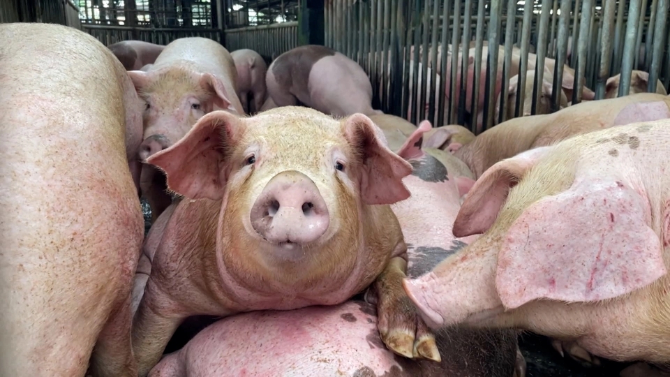 Giá heo hơi 2/4/2026: Miền Bắc tăng mạnh