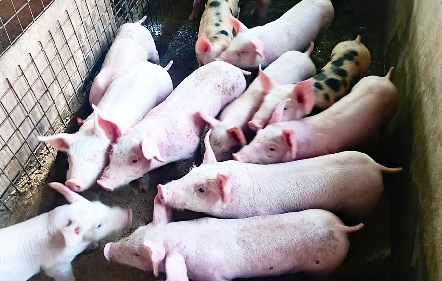 Giá heo hơi 14/4/2026: Miền Bắc giảm nhẹ, miền Trung xuất hiện tín hiệu tăng, miền Nam tiếp tục giữ đỉnh