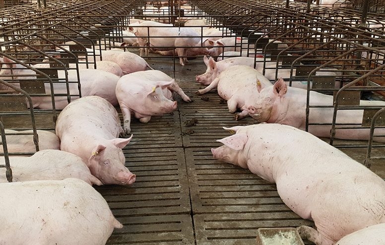 Dự báo giá heo ngày 3/4/2026: Liệu có tiếp tục tăng ?