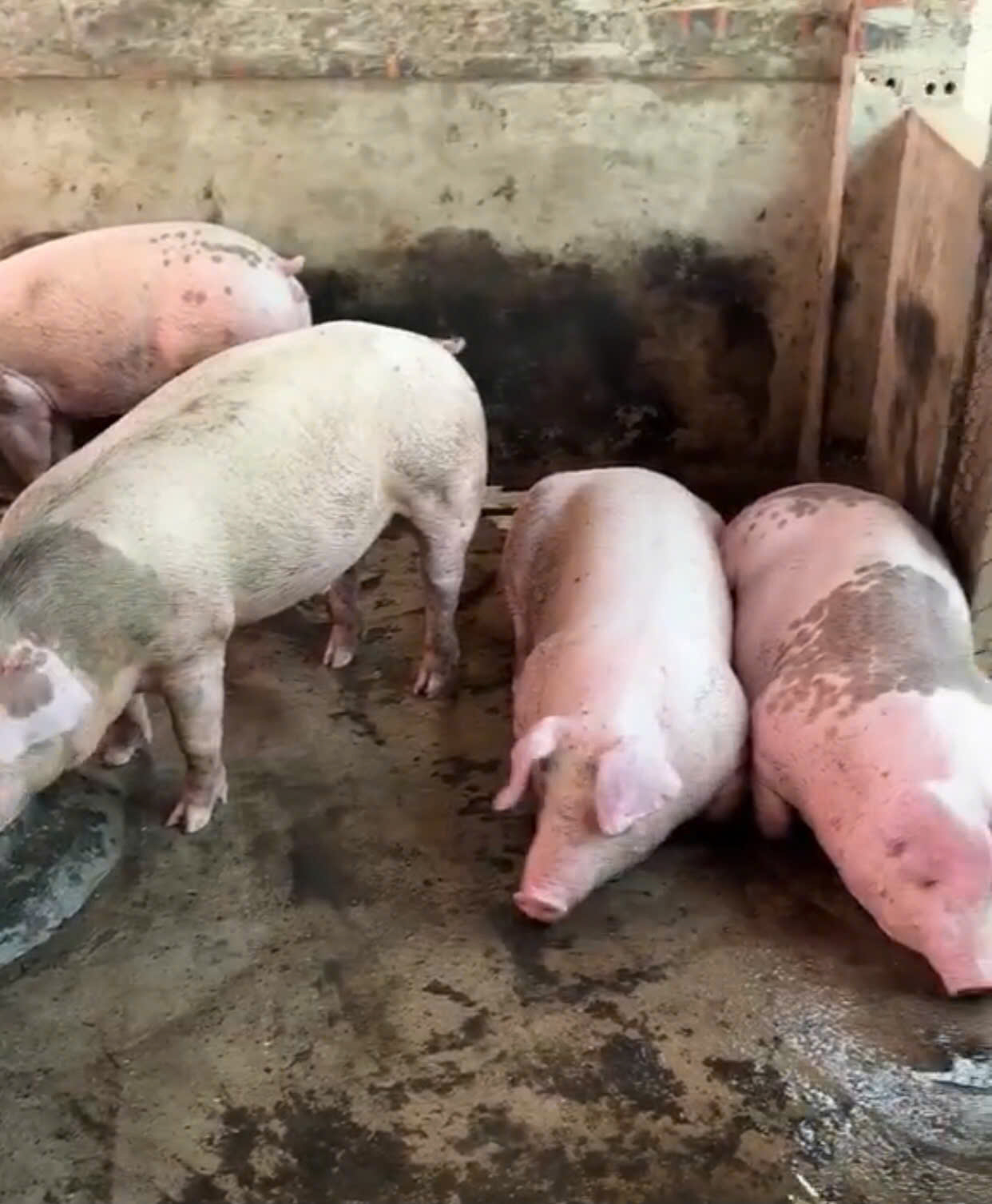 Dự báo giá heo ngày 7/4/2026: Liệu có tiếp tục tăng ?