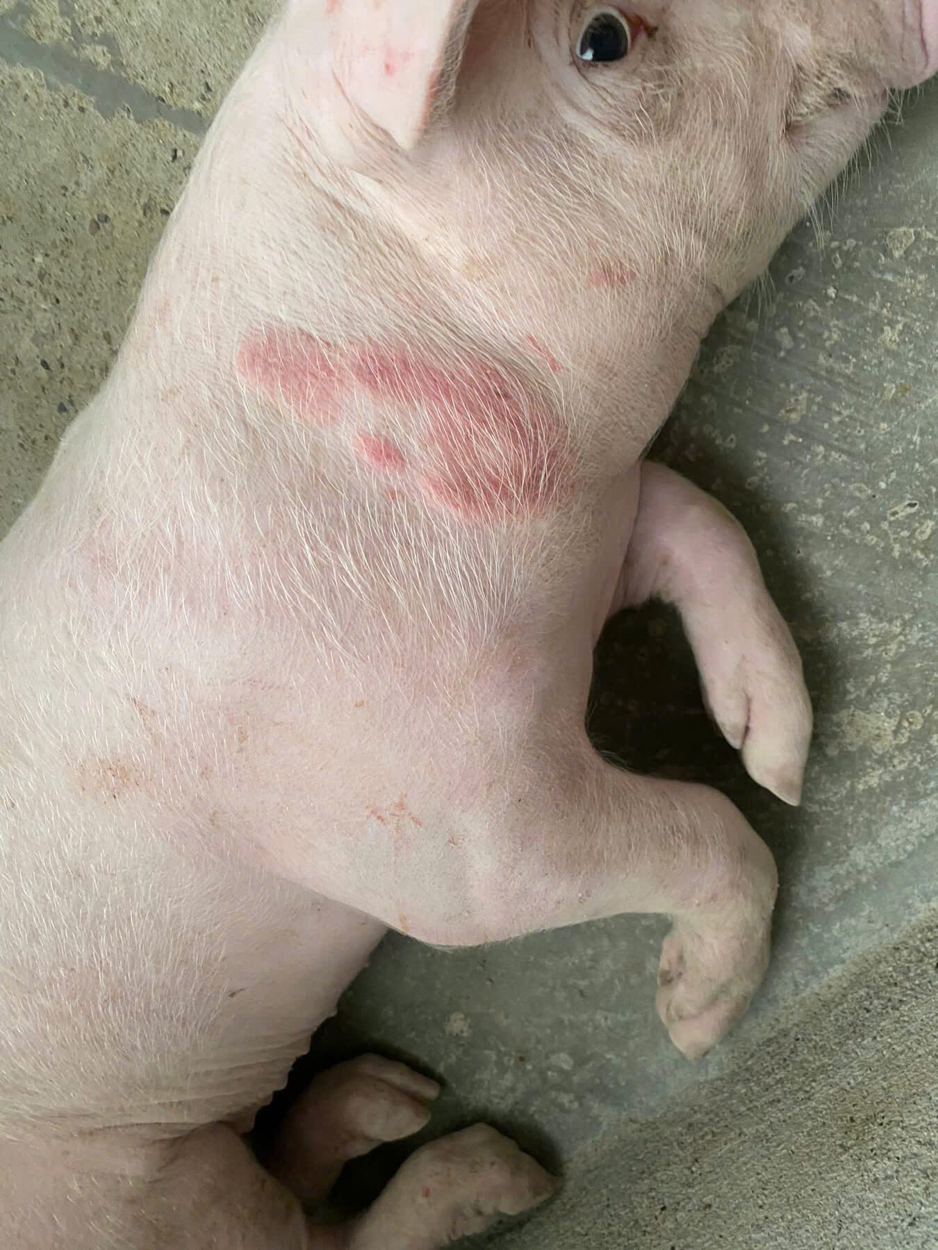 Heo nổi mẩn đỏ, bỏ ăn, tiêu chảy thì có thể là dấu hiệu của bệnh gì ?