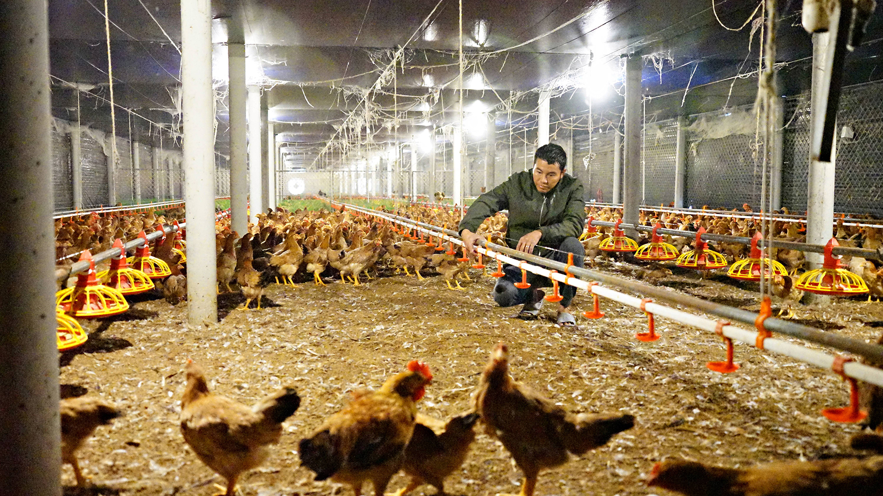Những kiến thức thú vị trong chăn nuôi gà mà không phải người nuôi nào cũng biết