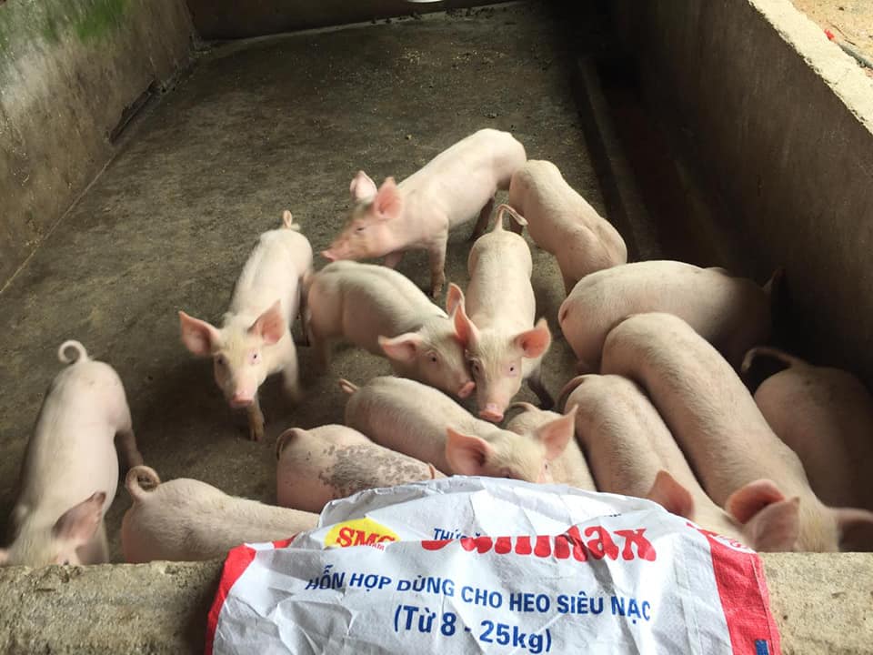 Giá heo hơi 9/5/2026: Miền Bắc và miền Trung tiếp tục nhích giá